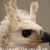 :icondemonberrie: