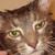 :icondemonchaoscat: