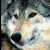 demonfox-9-9 :icondemonfox-9-9:
