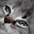 :icondemonfoxangel: