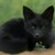 :icondemonfoxx666: