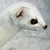 :icondemonicweasel999: