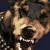 :icondemonsignotum: