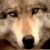 :icondemonwolf20: