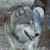:iconDemonwolf23: