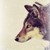 :icondenali-foraia: