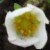 :icondendriel:
