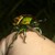 :icondendryx: