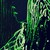 :icondennisse20: