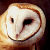 :icondennistheowl: