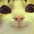 :icondennonel: