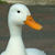 :icondepressedangel10: