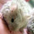 :iconderanged-flutterby: