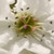 :iconderangedauthor24: