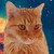 :icondereck4: