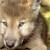 :iconderpsherplerp: