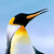 :iconderpycollector: