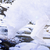 :iconderpyfirefly: