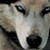 :icondersteppenwolfheart:
