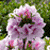 :icondescended-phoenix: