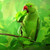 :icondescin: