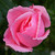 :icondesdemona-nox: