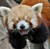 :icondesertedwolf7: