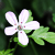 :icondesertflower85: