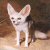 :iconDesertfuchs:
