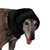 :iconDesertRunes: