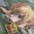:icondeserttfox: