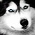 :icondesiangel1: