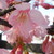 :icondesired-hanyou-aly: