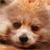 :icondesirescuriosity: