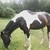 :icondesoto-and-mohawk:
