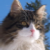 :icondesperat: