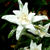 Dessie-Edelweiss :icondessie-edelweiss: