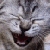 :icondestijlthelife: