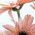 :icondestiny-dream: