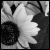 :iconDestiny84: