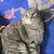 :icondestinyfulfiller: