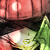 :icondestinyguy: