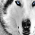 :icondestinys-guardian: