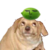 :icondetectivebuddha: