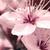 :icondetectivelayton92: