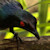 :icondetheternl: