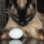 :icondev-on-dev: