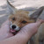 :icondev33: