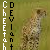 :icondeviant-cheetah: