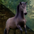 :iconDeviantart-Irry: